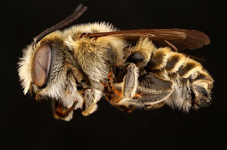 Parallel leaf-cutter bee, male (Megachilidae, Megachile parallela (Smith)) photo
