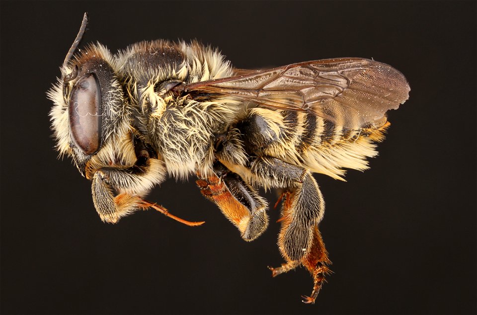 Parallel leaf-cutter bee, female (Megachilidae, Megachile parallela (Smith))