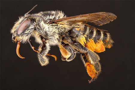 Leaf-cutter bee, female (Megachilidae, Megachile comata (Cresson))