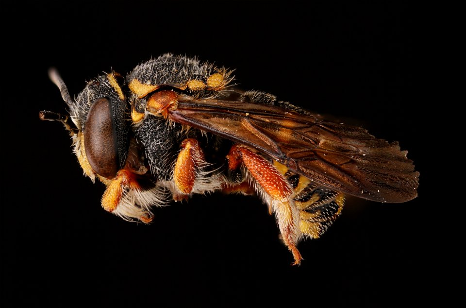 Leaf-cutting bee, male (Megachilidae, Anthidiellum notatum (Latreille))