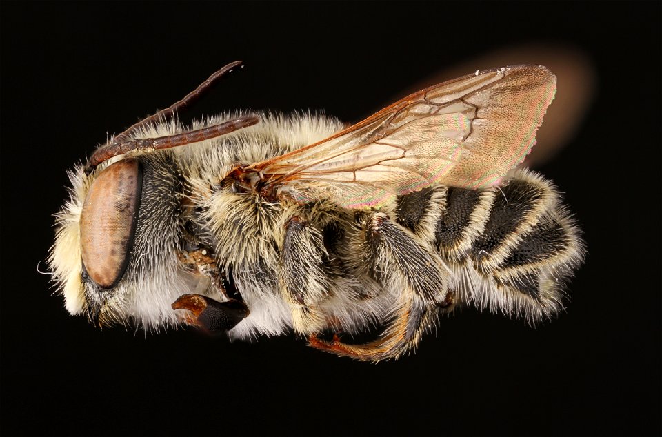 Common little leaf-cutter bee, male (Megachilidae, Megachile brevis (Say))