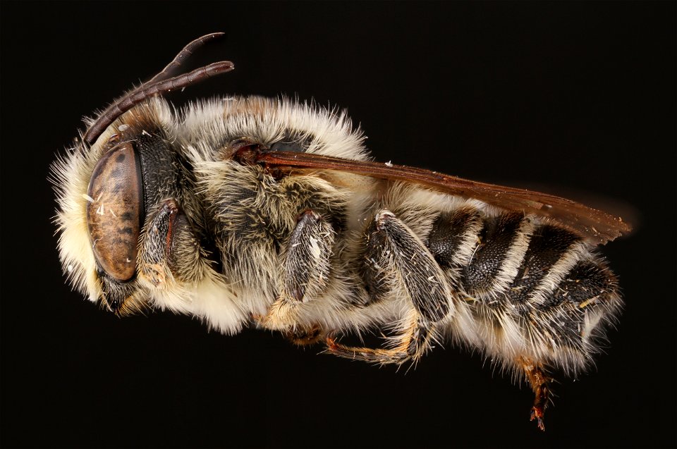 Flat-tailed leaf-cutter bee, male (Megachilidae, Megachile mendica (Cresson))