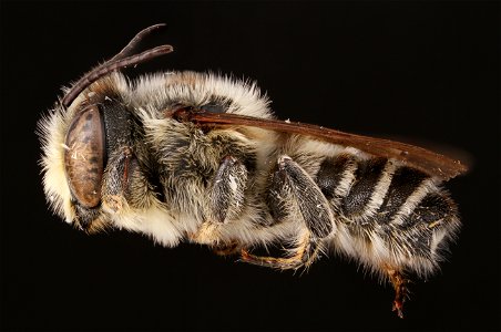 Flat-tailed leaf-cutter bee, male (Megachilidae, Megachile mendica (Cresson))