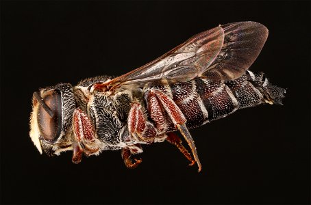 Cuckoo-leaf-cutter bee, male (Megachilidae, Coelioxys texana (Cresson))