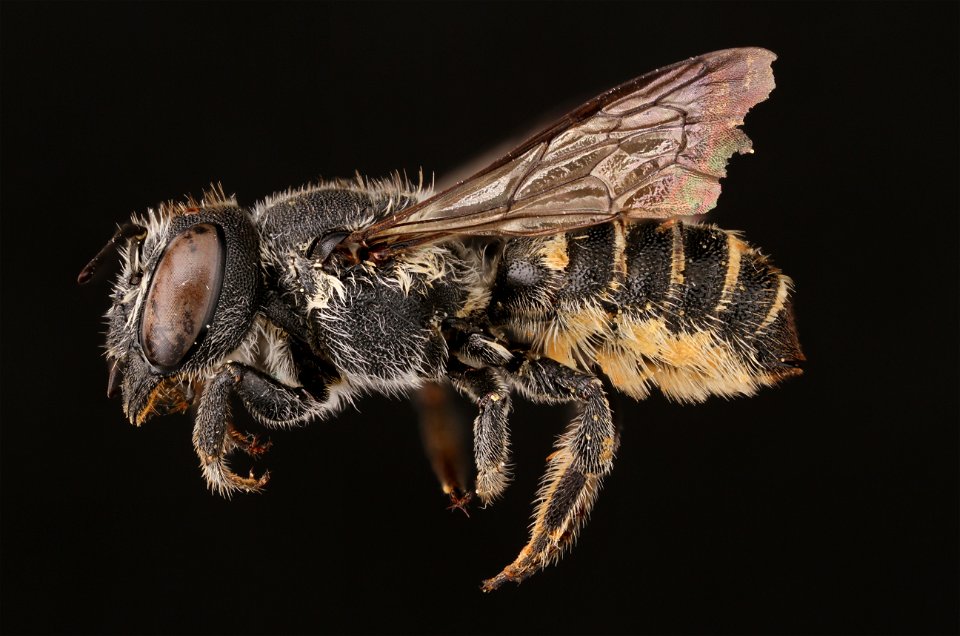 Slender resin bee, female (Megachilidae, Megachile exilis (Cresson))