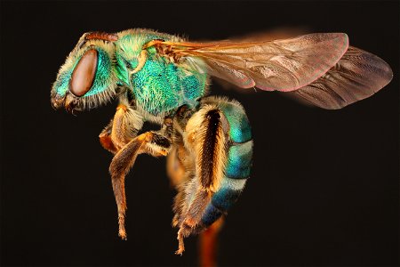 Sweat bee, female (Halictidae, Agapostemon splendens (Lepeletier))