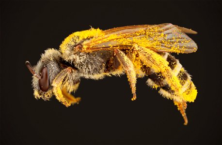 Sweat bee (Halictidae, Halictus ligatus (Say))