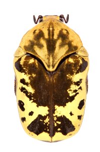 Harlequin Flower Beetle (Scarabaeidae, Gymnetis caseyi (Antoine, 2001))