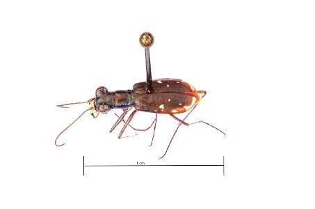 Eastern Pinebarrens Tiger Beetle; Cicindela abdominalis