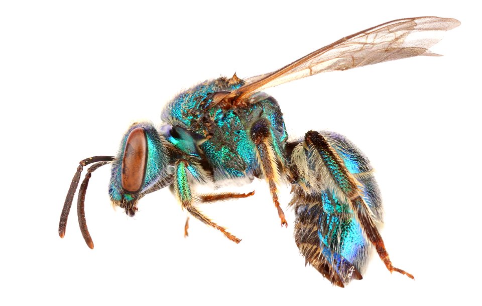 Sweat bee (Halictidae, Augochloropsis metallica (Fabricius))