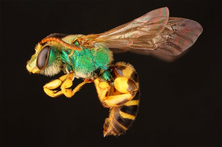 Sweat bee, male Texas Agapostemon (Halictidae, Agapostemon texanus (Cresson)) photo