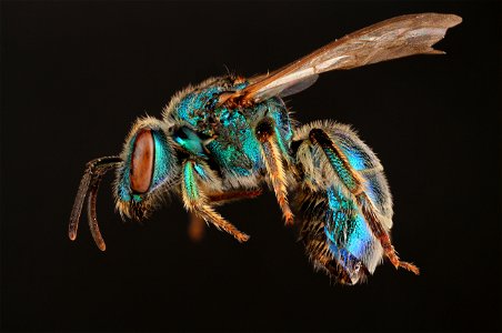 Sweat bee (Halictidae, Augochloropsis metallica (Fabricius)) photo