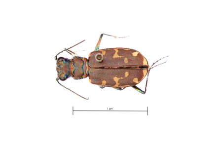 Hairy-necked Tiger Beetle; Cicindela hirticollis