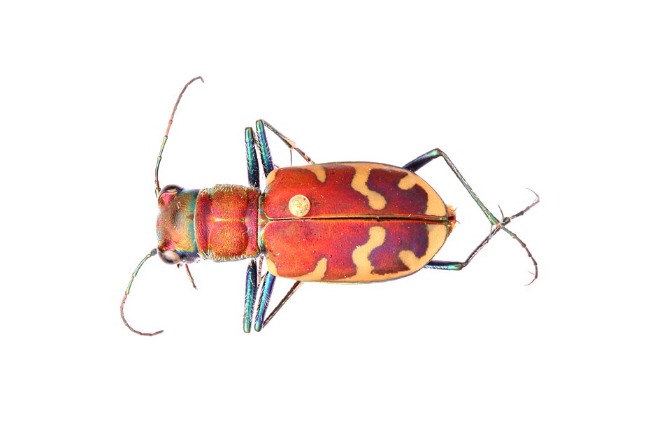 Cicindela formosa pigmentosignata specimen