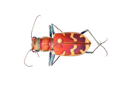 Cicindela formosa pigmentosignata specimen