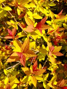 Nature plants season photo