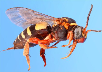 Cuckoo bee (Apidae, Nomadinae, Triepeolus quadrifasciatus (Say, 1823))