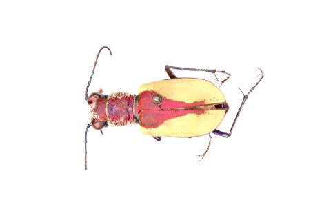Cicindela formosa gibsoni specimen