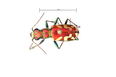 Crimson Saltflat Tiger Beetle; Cicindela fulgida fulgida