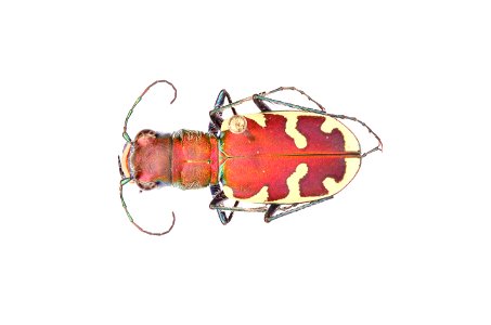 Big Sand Tiger Beetle; Cicindela formosa formosa