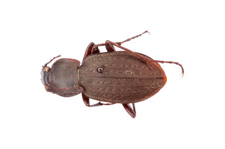 Carabus (Carabus) vinctus specimen