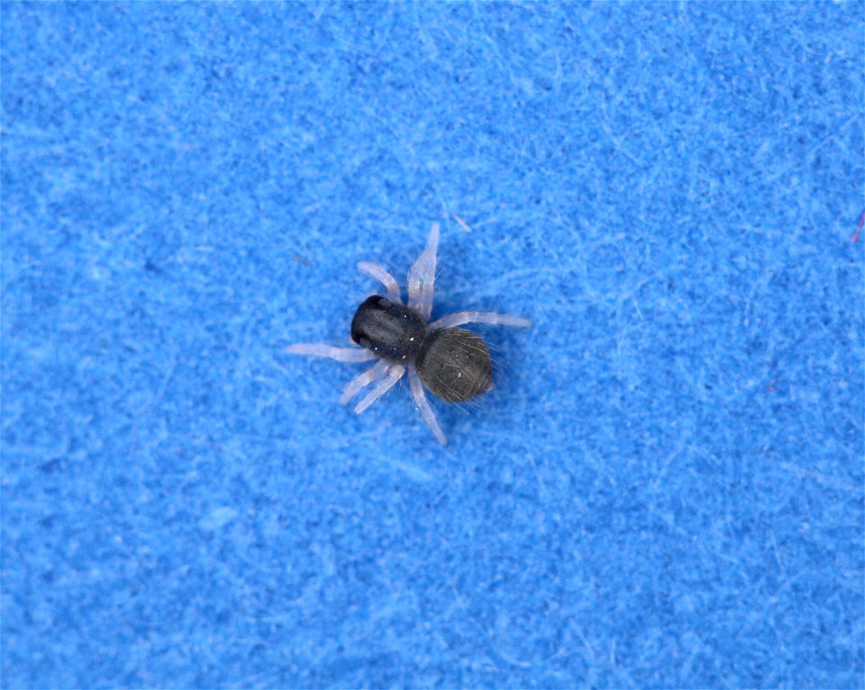 Twin-flagged jumping spider (Anasaitis canosa) spiderling