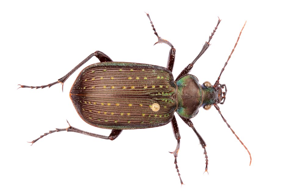 Black Caterpillar Hunter (Calosoma (Castrida) sayi)