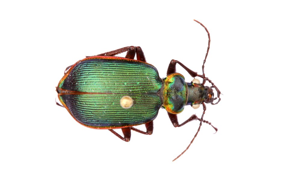 Calosoma (Calodrepa) wilcoxi