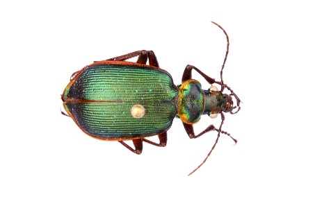 Calosoma (Calodrepa) wilcoxi