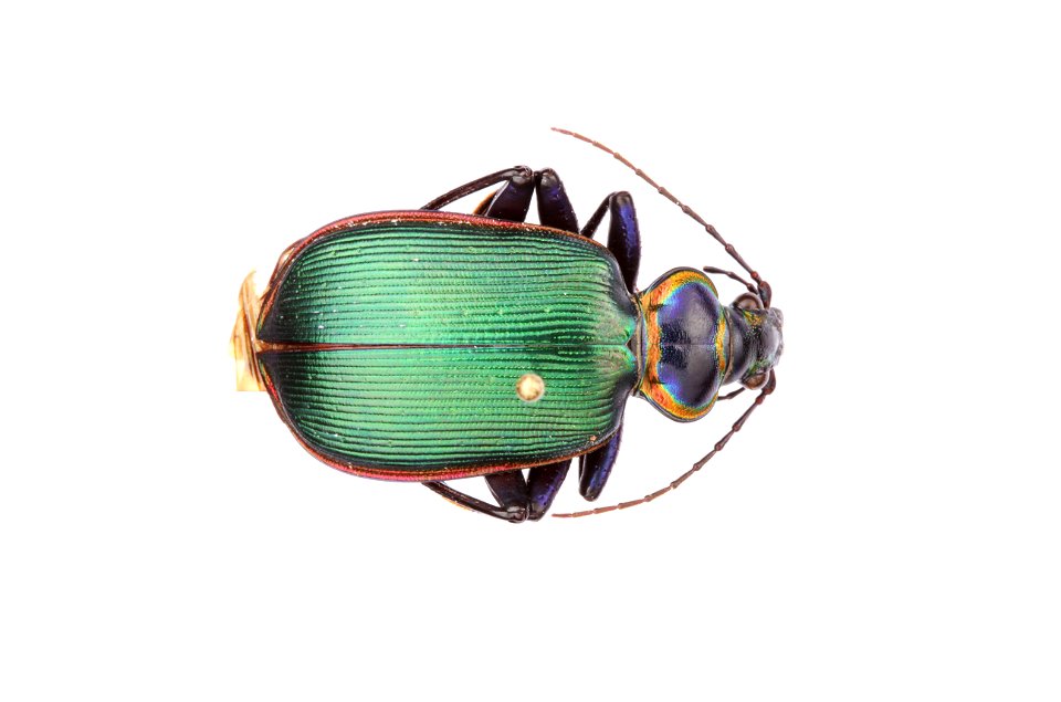 Fiery Searcher; Calosoma (Calodrepa) scrutator