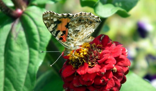 Flower macro zinnia