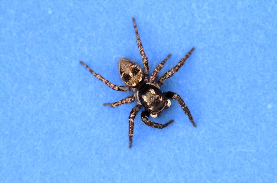 Twin-flagged jumping spider (Anasaitis canosa) female