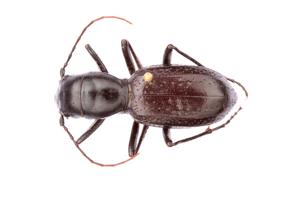 Great Plains Tiger Beetle (Amblycheila cylindriformis)
