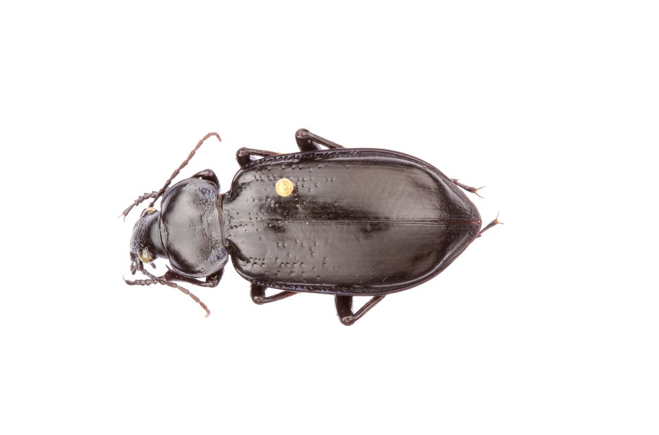 Calosoma (Callitropa) macrum