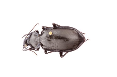 Calosoma (Callitropa) macrum