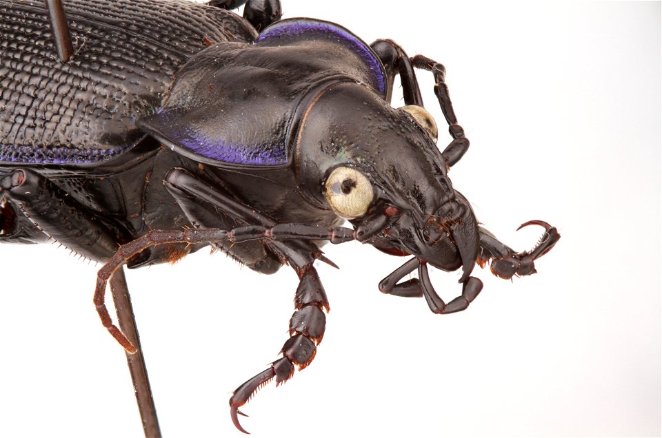 Calosoma externum specimen
