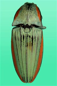 Tropical click beetle (Elateridae, possibly Chalcolepidius sp.)