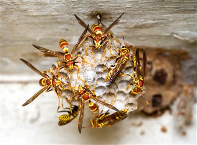 Common Paper Wasp - Polistes exclamans photo