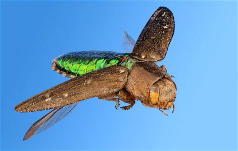 Unidentified Jewel Beetle (Buprestidae) photo