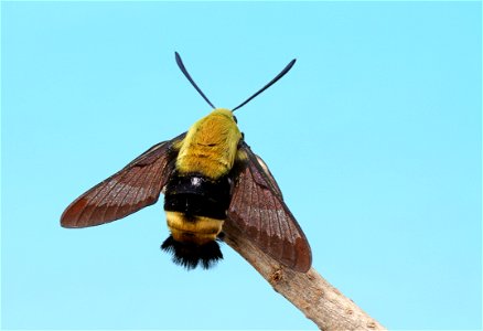 Bumblebee Hawkmoth, Hemaris sp. photo