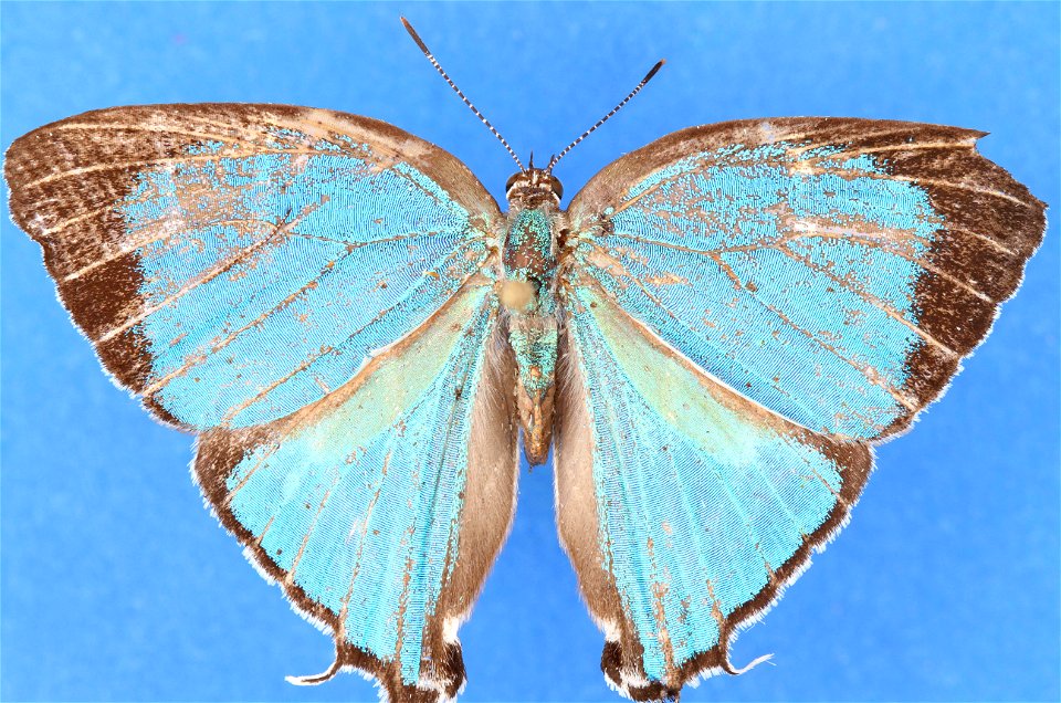 Unidentified Lycaenid
