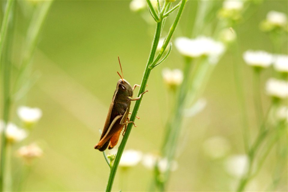 Grasshopper (Acrididae)