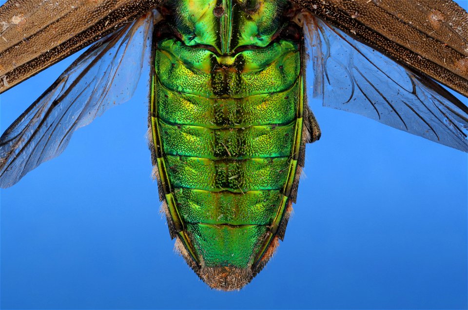Unidentified Jewel Beetle (Buprestidae)