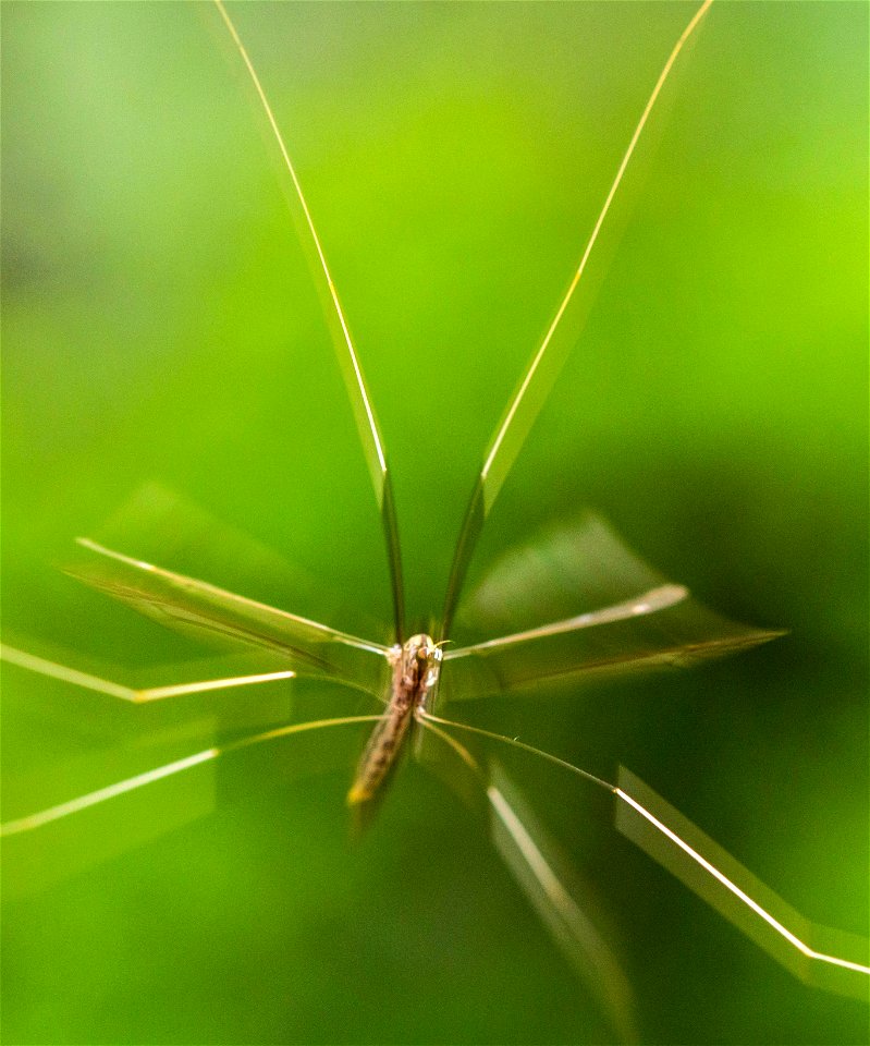 Brachypremna dispellens