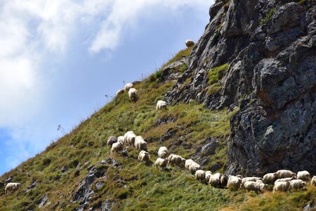 Pyrénées mountain pastures