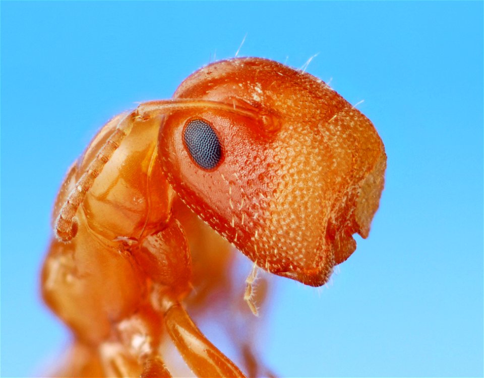 Colobopsis pylartes - cork-headed ant