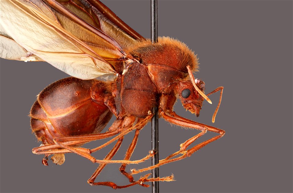 Texas Leaf-Cutting Ant, male (Formicidae, Atta texana (Buckley))