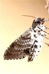 Freshly-eclosed Rustic Sphinx Moth (Sphingidae, Manduca rustica (Fabricius)) photo