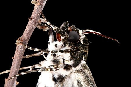 Freshly-eclosed Rustic Sphinx Moth (Sphingidae, Manduca rustica (Fabricius)) photo