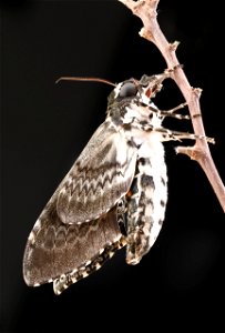 Freshly-eclosed Rustic Sphinx Moth (Sphingidae, Manduca rustica (Fabricius)) photo